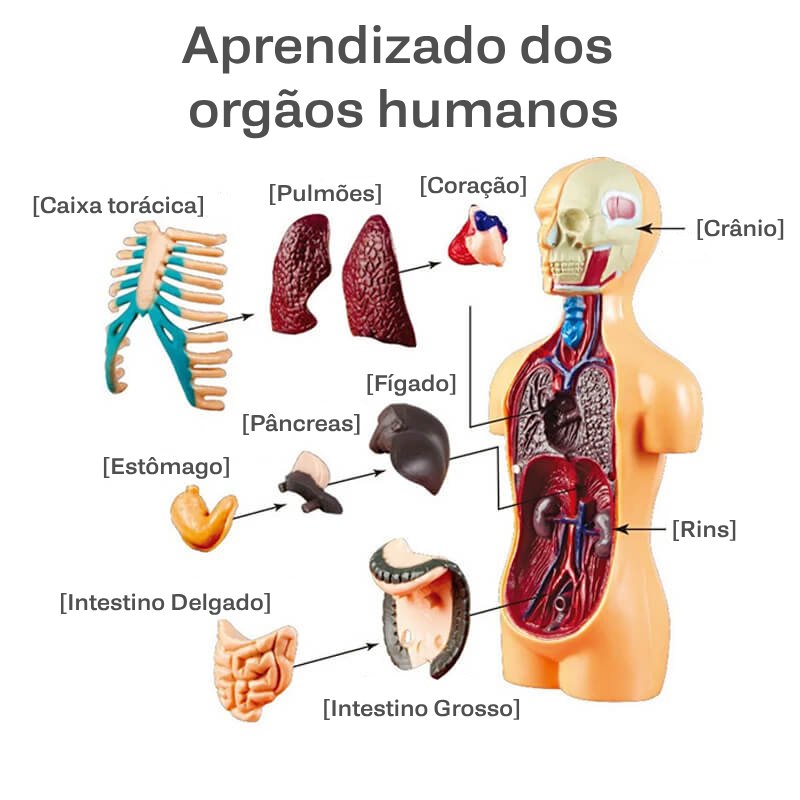 Brinquedo Educativo,
comprar brinquedo corpo humano 3D,
Brinquedo Educativo Corpo Humano 3D,
brinquedo educativo anatomia,